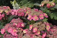 PROVEN WINNERS Tellerhortsensie 'Cotton Candy®', 20 bis 30 cm Höhe, rosa - Vorschau Bild 1